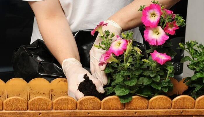 HOW TO PLANT A PETUNIA