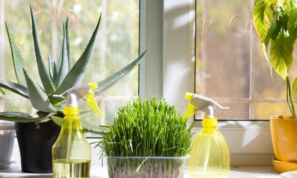Plants That Attract Positive Energy To Your Home
