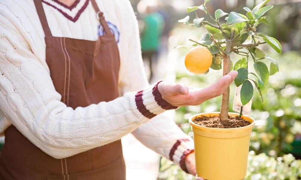 Small Fruit Trees That You Can Grow In A Pot