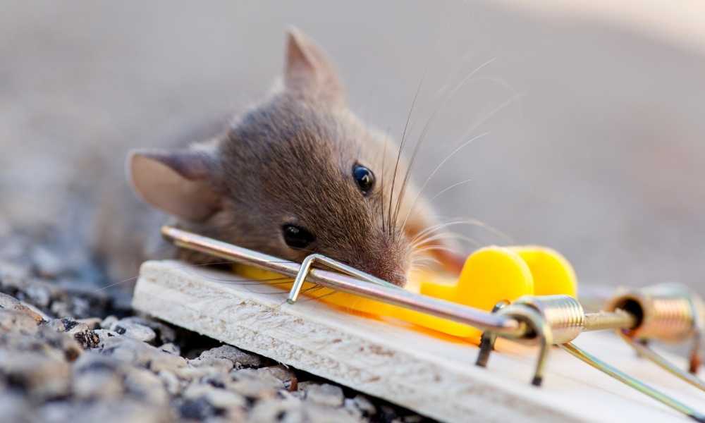 Animal-friendly mousetrap